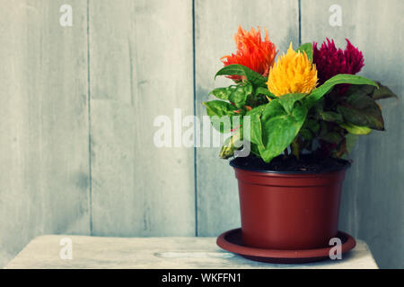 Photo rétro fleur Celosia en cache-pot Banque D'Images