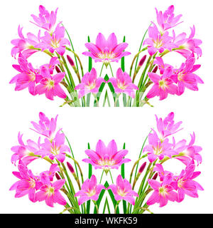 La masse rose tropical flower, Zephyranthes Lily, Lily, Lily La Fée Pluie ou peu de sorcières, isolé sur fond blanc Banque D'Images