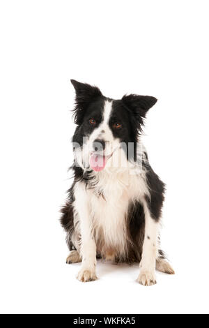 Border Collie isolé sur fond blanc Banque D'Images