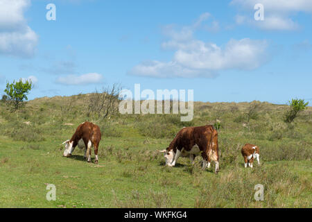 Les vaches sur le pâturage d'Herford Terschelling île des Wadden néerlandaise Banque D'Images