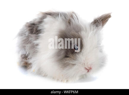 Lapin angora in front of white background Banque D'Images