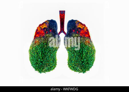 L'arbre vert en forme de poumon-images, des concepts médicaux, l'autopsie, affichage 3D et les animaux comme un élément Banque D'Images