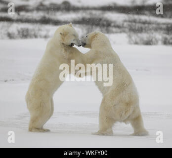 Combat de l'ours polaire. Deux ours polaires se battre. La végétation de taille inférieure à la toundra. . Banque D'Images