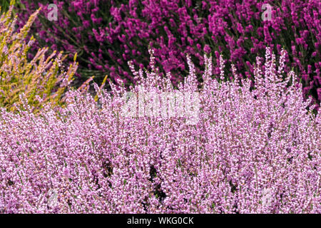 Rouge rose Calluna vulgaris 'Jimmy Dyce' bruyère commune, cultivars de jardin colorés, contraste de couleur et plantes mixtes Banque D'Images