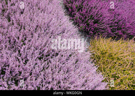 Rose Violet Calluna vulgaris bruyère commune, cultivars de jardin colorés, plantes de combinaison de contraste de couleur Banque D'Images