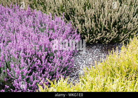 Rose Calluna vulgaris chiné commun, cultivars de jardin colorés, plantes de contraste de couleur et de combinaison Banque D'Images