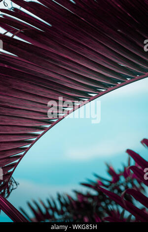 Feuilles de palmier de couleur pourpre contre ciel bleu turquoise et blanc mur. Le minimalisme coloré créative. Banque D'Images