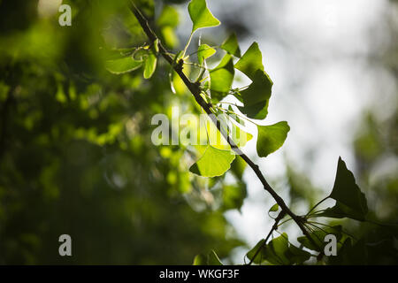 Le Ginkgo biloba arbre branche avec leafs contre fond vert luxuriant Banque D'Images