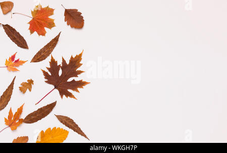 Tombée de couleur différentes feuilles sur fond blanc Banque D'Images