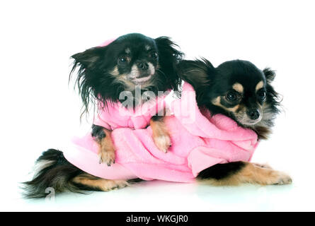 Chihuahuas dressed in front of white background Banque D'Images