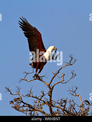 Un poisson africain prend de l'Aigle à l'air dans le soleil matinal avant qu'elle commence un jour de chasse pour nourrir ses poussins dans un nid à proximité. Banque D'Images