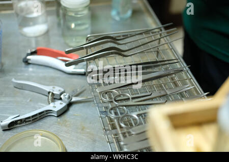 Ciseaux couteau pince pour la culture de tissus végétaux in laboratory Banque D'Images