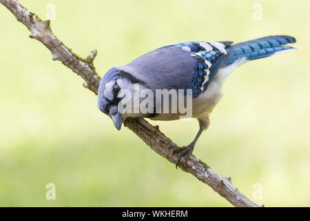 Portrait d'un geai, Cyanocitta cristata. Banque D'Images