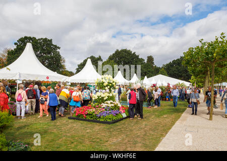 Affichage de fleurs avec hyderangea 'Limelight' au mois de septembre 2019 La fleur de Jardin Wisley RHS Garden Show à Wisley, Surrey, au sud-est de l'Angleterre Banque D'Images