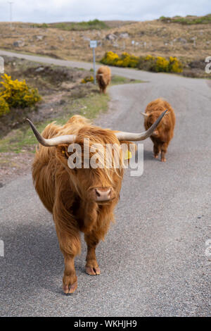 Highland cattle sur route sur la saint-péninsule sur la côte nord 500 route automobile touristique dans le nord de l'Ecosse, Royaume-Uni Banque D'Images