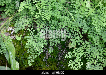 Adiantum capillus-veneris fern qui portent des noms Maidenhair Fern, l'Adiante cheveux-de-Vénus, l'Adiante cheveux-de-Vénus noire et cheveux Fern Banque D'Images