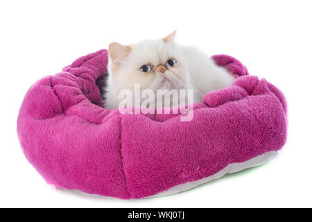 Exotic shorthair cat in front of white background Banque D'Images