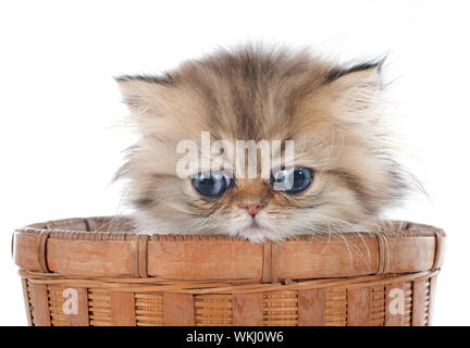 Chaton persan in front of white background Banque D'Images