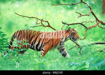 Tigre du Bengale royal marchant dans une forêt profonde, parc national de Nagarhole Banque D'Images