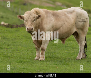 Arbre généalogique Charolais bull standing in field on organic farm Banque D'Images