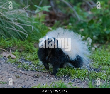 Skunk avec fourrure blanche et noire dans l'air l'inhalation de jardin bord Banque D'Images