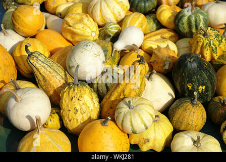 Citrouilles ornementales sur le marché en automne Banque D'Images