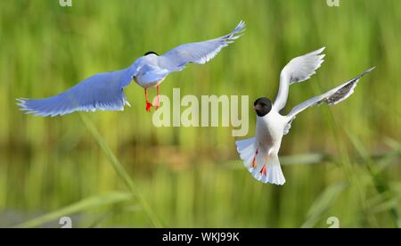 Une Mouette noire sur l'avion.(Larus ridibundus) Banque D'Images