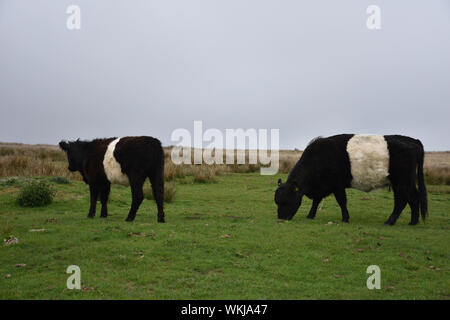 Ceinture deux vaches qui paissent sur les Maures au nord de l'Angleterre. Banque D'Images