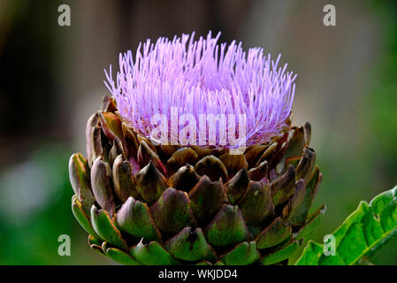 La floraison de l'artichaut capitule, Norfolk, Angleterre Banque D'Images