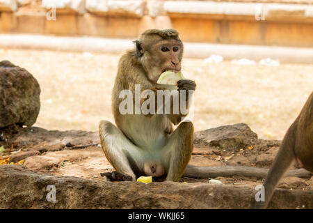 Seul singe macaque à Toque armés de manger des fruits de goyave Banque D'Images