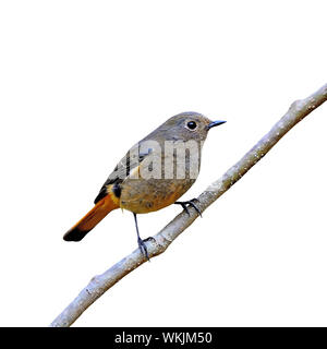 Beau brun et orange, oiseau bleu femelle Rougequeue à front (Phoenicurus frontalis), portrait, isolé sur fond blanc Banque D'Images