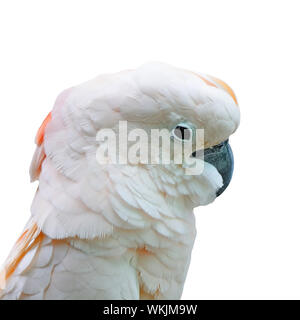 Belle couleur rose pâle, Cacatoès cacatoès des Moluques ou Seram (Cacatua moluccensis), isolé sur fond blanc Banque D'Images