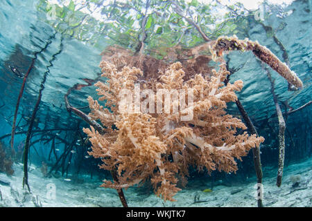 Les coraux mous, Dendronephthya sp., se développer sur les racines dans une eau bleue au milieu des mangroves des îles éloignées de Raja Ampat, en Indonésie. Banque D'Images