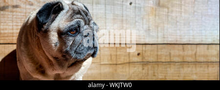 Closeup Portrait of pug mop carlino magnifique pure race wood background libre blankspace copyspace Banque D'Images