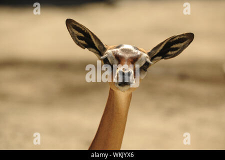 (Litocranius walleri le gerenuk), également connu sous le nom de gazelle de Waller, est un long col espèces d'antilopes trouvés dans les broussailles et de la steppe buissonnante dans Eas Banque D'Images