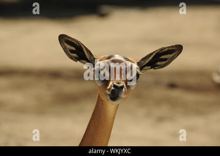 (Litocranius walleri le gerenuk), également connu sous le nom de gazelle de Waller, est un long col espèces d'antilopes trouvés dans les broussailles et de la steppe buissonnante dans Eas Banque D'Images