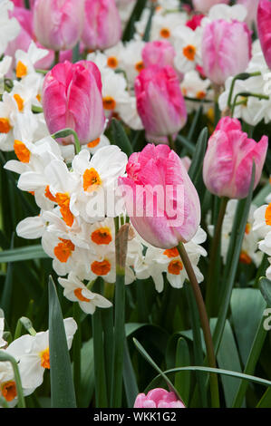 Fleurs de Printemps Tulipes et jonquilles, tulipes et des jonquilles panaché rose avec de petits centres d'orange. Superbe photo de la nature au printemps. Banque D'Images