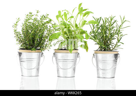 La sauge, thym et romarin aux herbacées poussant dans un pot d'étain en détresse, isolé sur fond blanc. La Salvia. Banque D'Images