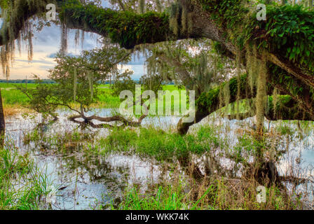 Live Oak tree avec mousse espagnole dans Myakka River State Park, Sarasota, États-Unis Banque D'Images