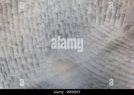 La texture de la peau des animaux pour le fond Banque D'Images