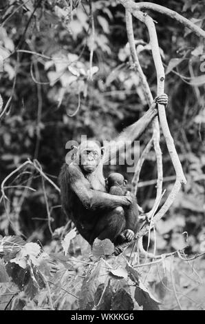 Très petits shimpaze - bonobo avec un cub dans un habitat indigène Banque D'Images