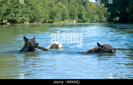 Trois chiens heureux natation dans une rivière Banque D'Images