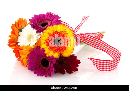 Magnifique bouquet Gerber colorés avec ruban checkerer isolated over white Banque D'Images