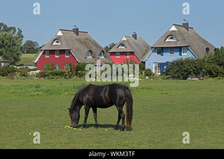 Poney et maisons d'adobe, Ahrenshoop, Schleswig-Holstein, Allemagne Banque D'Images