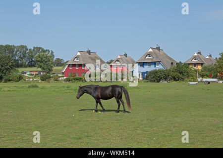 Poney et maisons d'adobe, Ahrenshoop, Schleswig-Holstein, Allemagne Banque D'Images