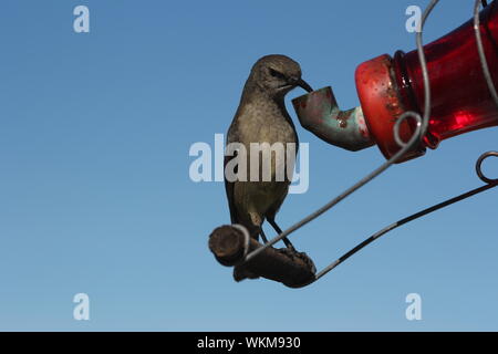 Femelle de moindre goéland (Nectarinia Souimanga chalybea) se nourrissant d'un distributeur de birdfood at Cannon Rocks, Eastern Cape, Afrique du Sud Banque D'Images