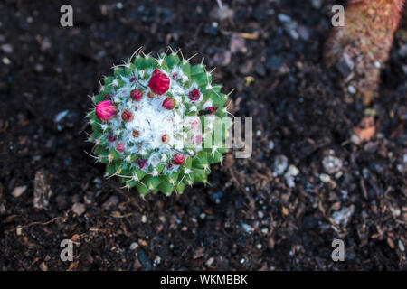 Vue de dessus du cactus Mammillaria rhodantha Banque D'Images