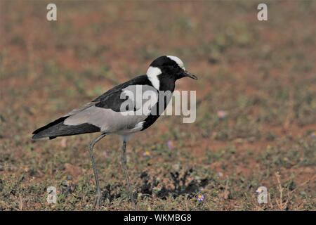 Blacksmith Plover (Vanellus armatus) à la prairie de l'Addo Elephant National Park, Eastern Cape, Afrique du Sud Banque D'Images