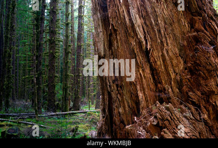 Une promenade dans les bois révèle l'existence d'un grand cèdre rouge pas comme les autres Banque D'Images