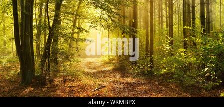 Sentier de randonnée à travers une forêt mixte à l'automne, le soleil brille à travers le brouillard du matin, Burgenlandkreis, Saxe-Anhalt, Allemagne Banque D'Images